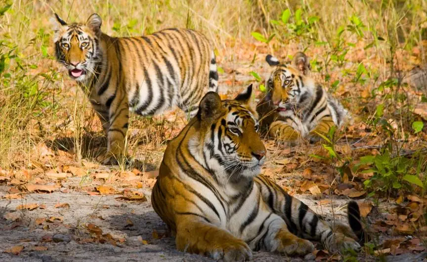 Golden triangle tour with Ranthambore